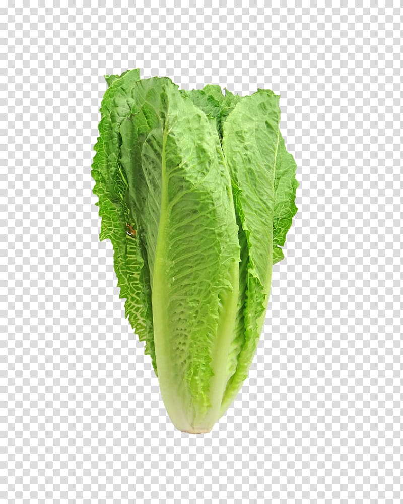 Centers for Disease Control and Prevention Romaine lettuce Caesar salad, the green transparent background PNG clipart