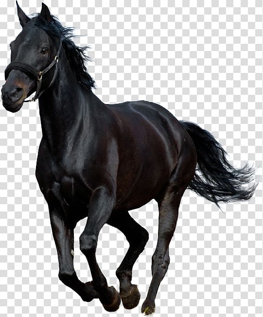 Black Beauty Audiobook (Illustrated Classics) Horse Stallion, horse transparent background PNG clipart
