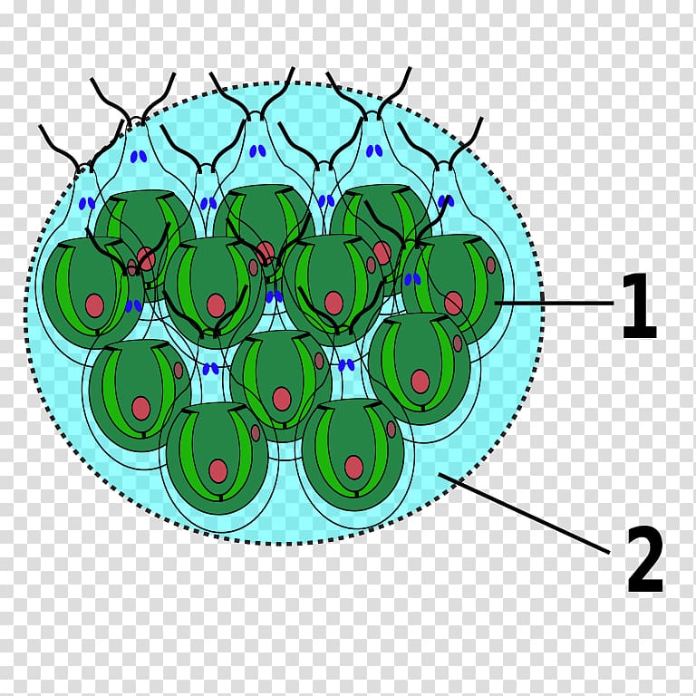 Gonium Chlamydomonas Zellkolonie Green algae, transparent background PNG clipart