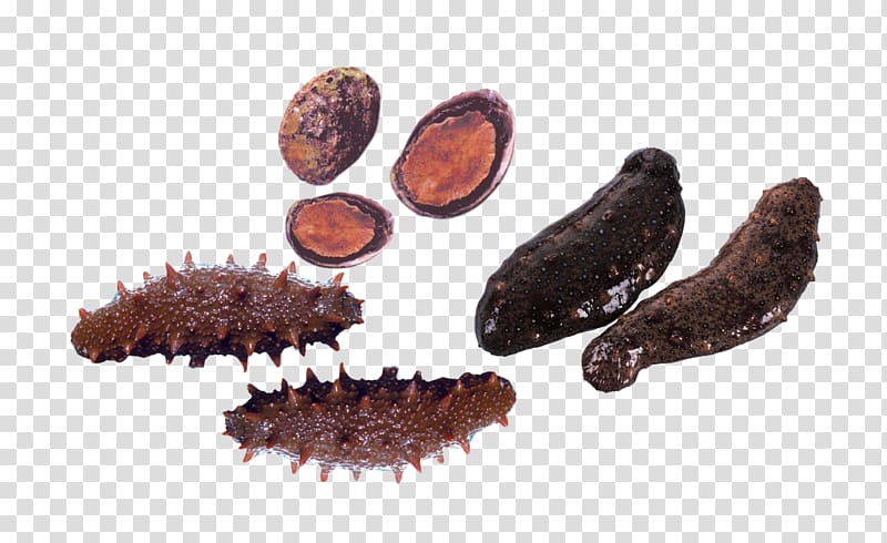 Sea cucumber as food Seafood, Sea cucumber, abalone transparent background PNG clipart