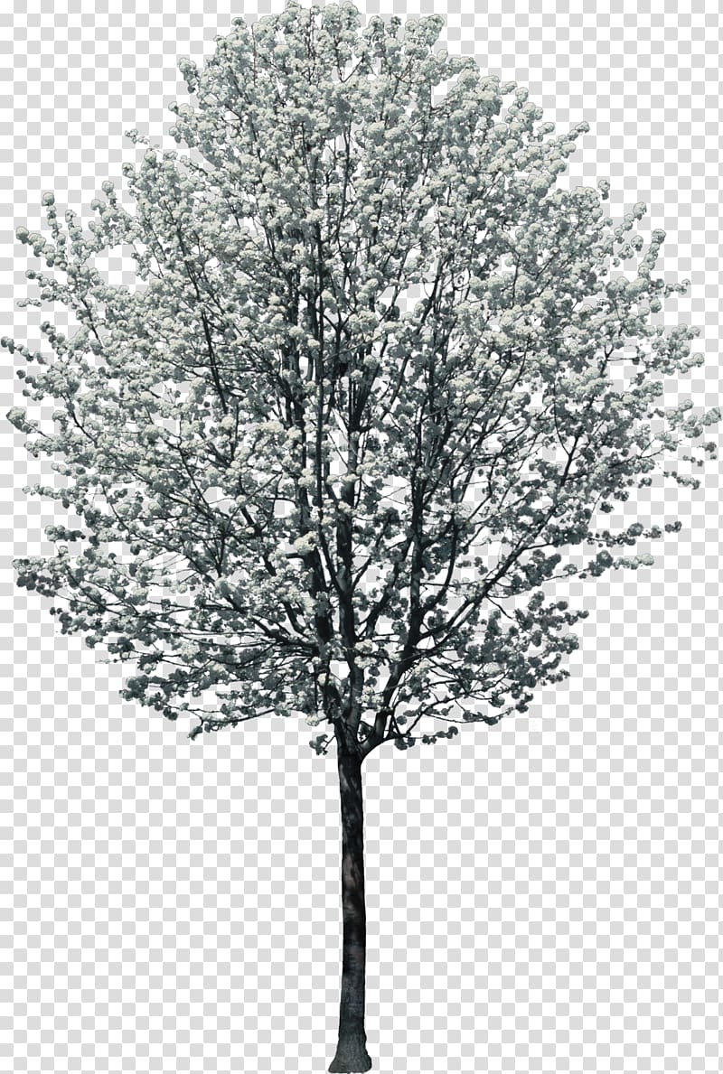 Tree Woody plant Light Twig, bushes transparent background PNG clipart
