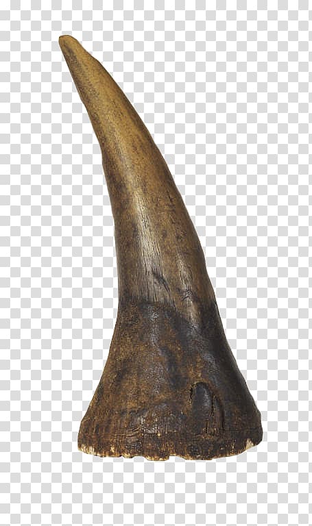 Dürer's Rhinoceros Horn Black rhinoceros, pound medicine transparent background PNG clipart