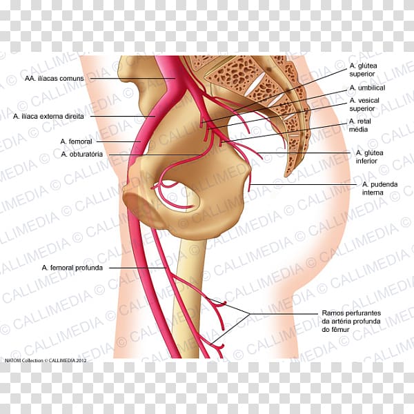 Femoral artery Internal iliac artery Superior gluteal artery Obturator artery, polish transparent background PNG clipart