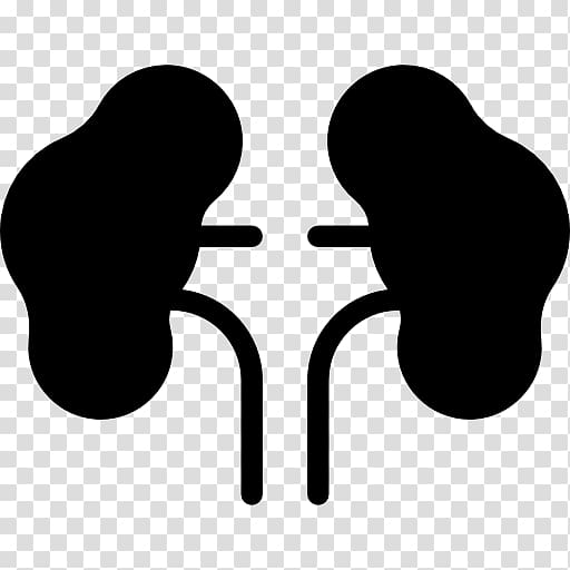 Kidney Computer Icons Excretory system Human body, kidney transparent background PNG clipart