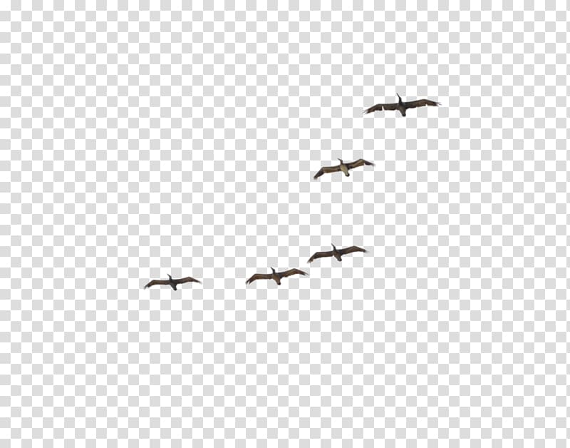 Pelican Crane Bird migration Flock, crane transparent background PNG clipart