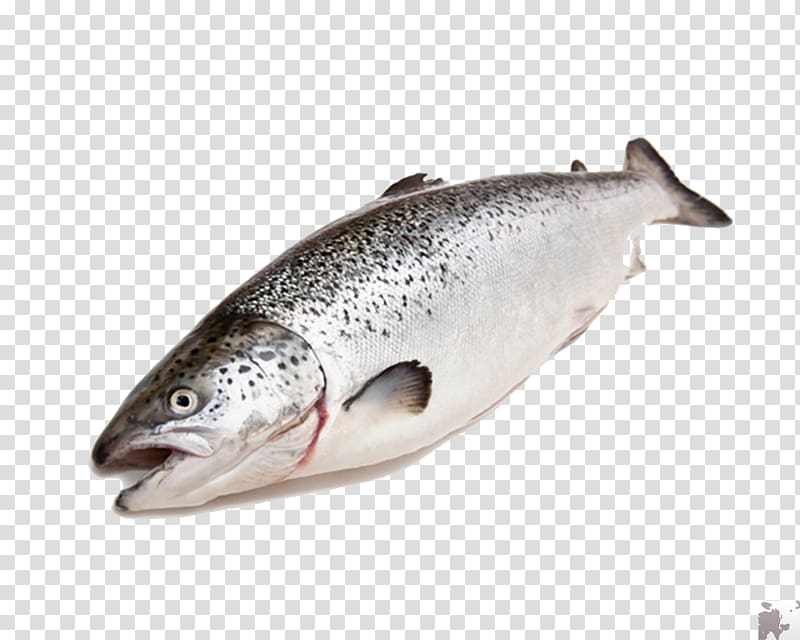 Coho salmon Fish Trout Food, fresh salmon transparent background PNG clipart