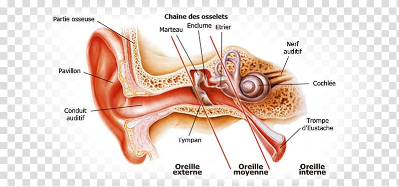 Otitis externa Ear canal Outer ear Inner ear, ear transparent background PNG clipart