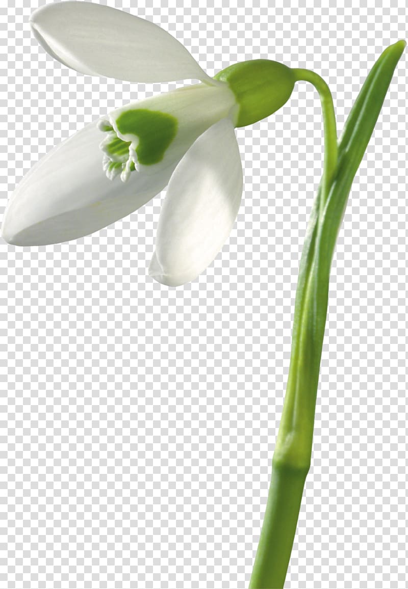Snowdrop Flower bouquet Buket-Spb Dostavka Tsvetov Plant stem, others transparent background PNG clipart