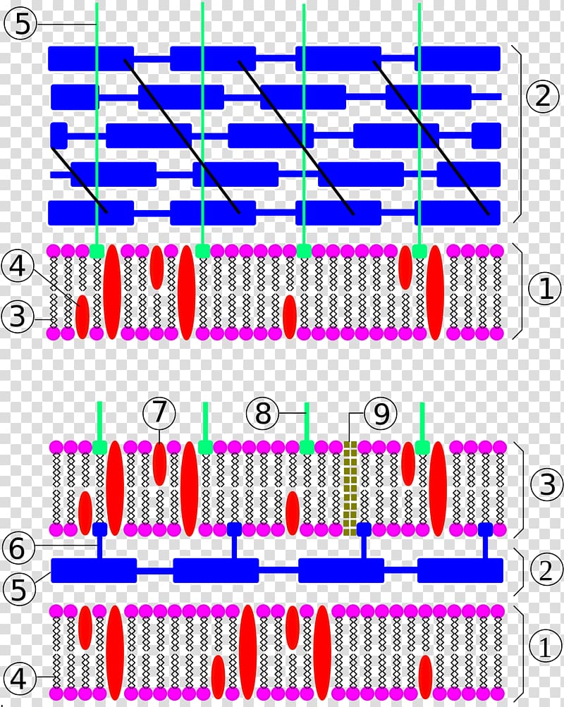 Gram-negative bacteria Cell wall Gram-positive bacteria Bacterial cell structure, microorganisms transparent background PNG clipart