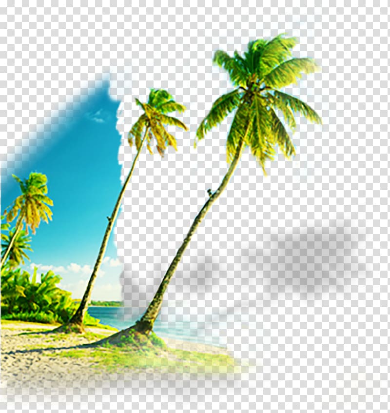 Coconut , Great blue palm beach creative transparent background PNG clipart