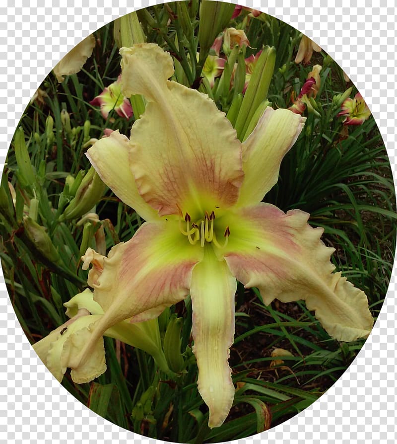 Daylily Flowering plant, Greenthroated Carib transparent background PNG clipart
