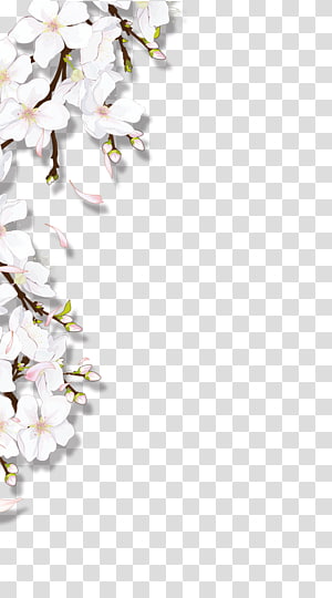 Blooming Flowers White And Pink Flower Transparent Background Png Clipart Hiclipart
