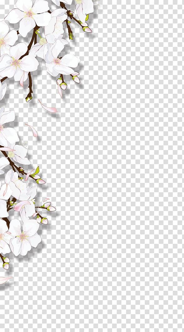 Blooming flowers, white and pink flower transparent background PNG clipart