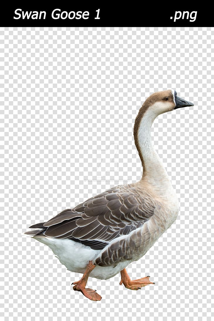 Swan goose Bird Duck Mallard, goose transparent background PNG clipart