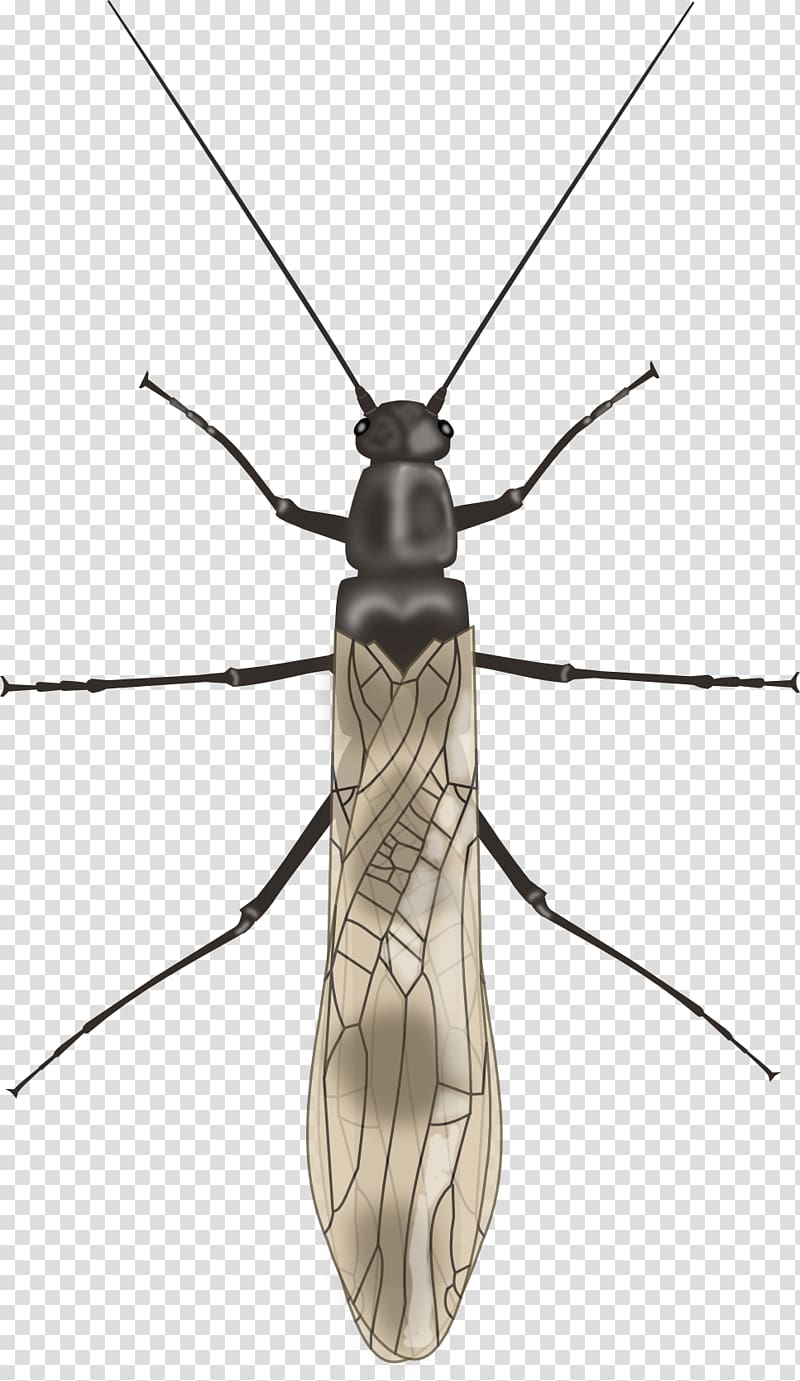 Mosquito Longhorn beetle Net-winged insects Fly, mosquito transparent background PNG clipart