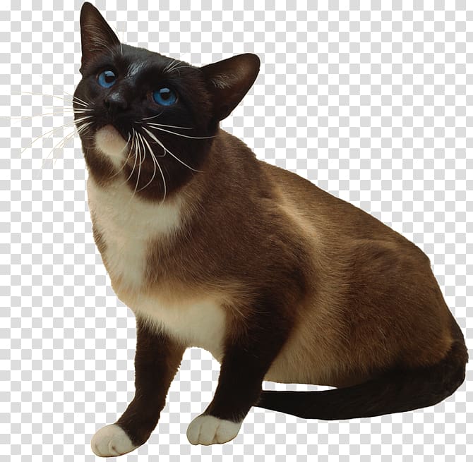 Siamese cat Whiskers European shorthair Snowshoe cat Burmese cat, others transparent background PNG clipart