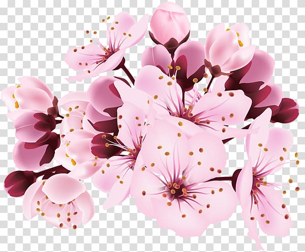 Cherry blossom , Sakura branch transparent background PNG clipart