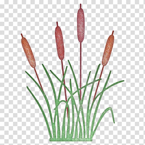 Cattail Cheery Lynn Designs Plant West Cheery Lynn Road Tulip, reeds transparent background PNG clipart