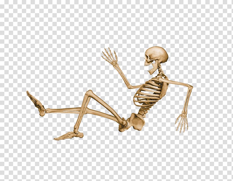 skeleton illustration, Skeleton Sitting transparent background PNG clipart