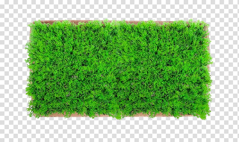 green grass rug, Lawn Aquatic Plants Artificial turf Aquarium, tree top view transparent background PNG clipart