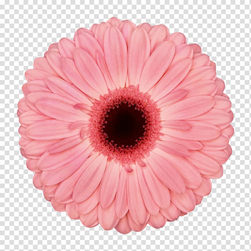 Flower Assortment Strategies Gerbera jamesonii Floristry Dutch, blush floral transparent background PNG clipart