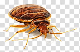 red flea, Bed Bug Front View transparent background PNG clipart