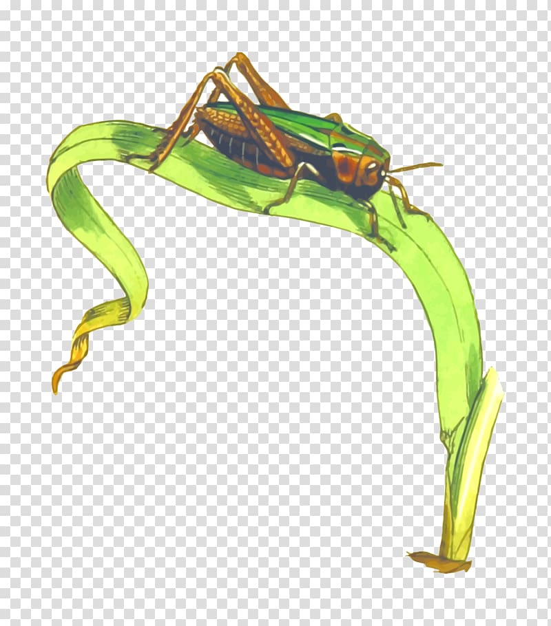 Grasshopper Locust , insect transparent background PNG clipart
