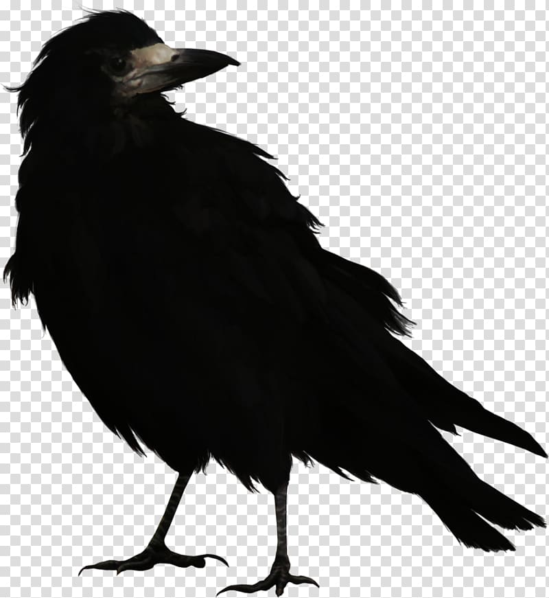 Bird Common raven Rook Portable Network Graphics , Bird transparent background PNG clipart