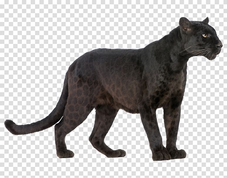 black and brown cheetah illustration, Black panther Jaguar Cheetah Cougar , black panther transparent background PNG clipart