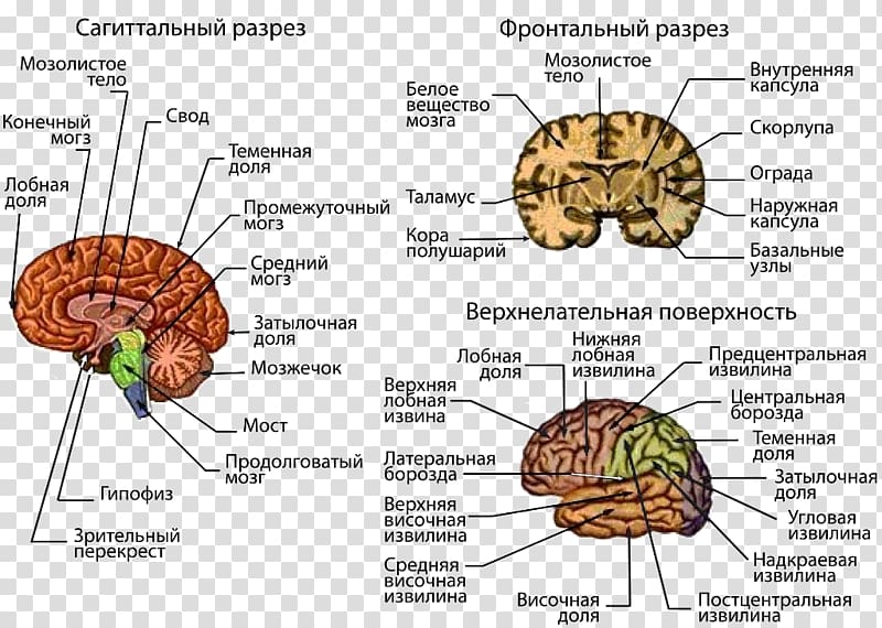 Human brain Central nervous system Cerebral cortex, Brain transparent background PNG clipart