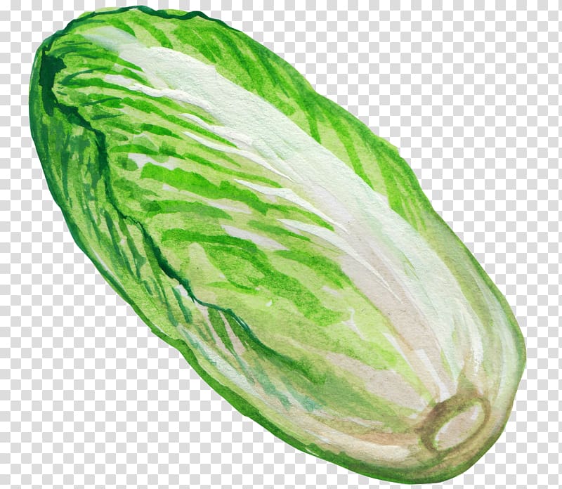Napa cabbage Vegetable Illustration, Green cabbage transparent background PNG clipart