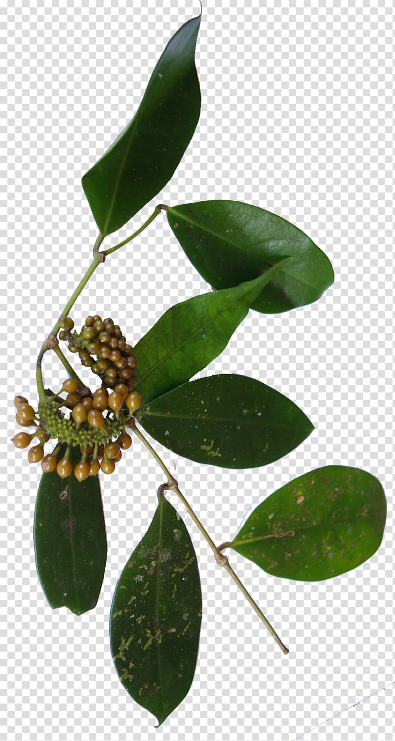 Madagascar Pepper Piper borbonense Chaste tree Malagasy people, peppercorns transparent background PNG clipart