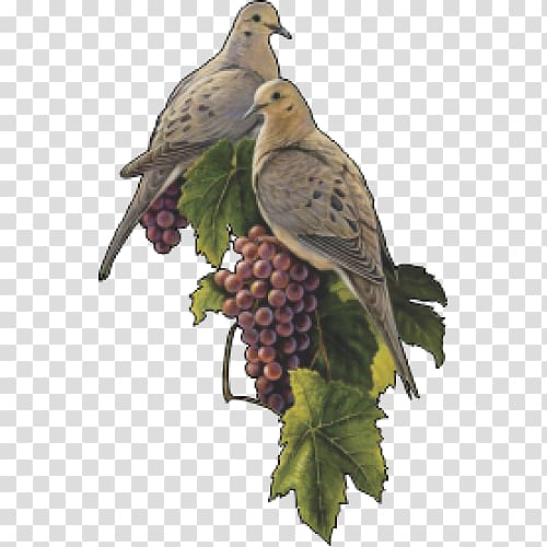 Bird Columbidae Common Grape Vine Mourning dove, Bird transparent background PNG clipart