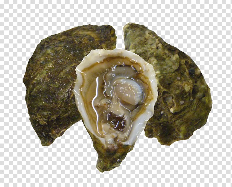 Pacific oyster Clam Seafood Kumeyaay, minced transparent background PNG clipart