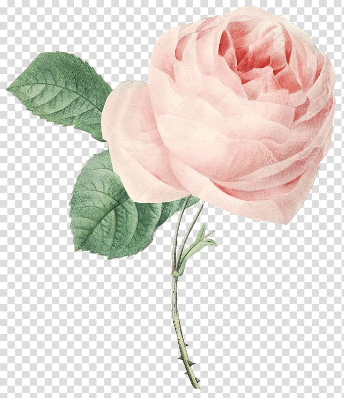 Garden roses Cabbage rose Floribunda Pink Flower, flower transparent background PNG clipart