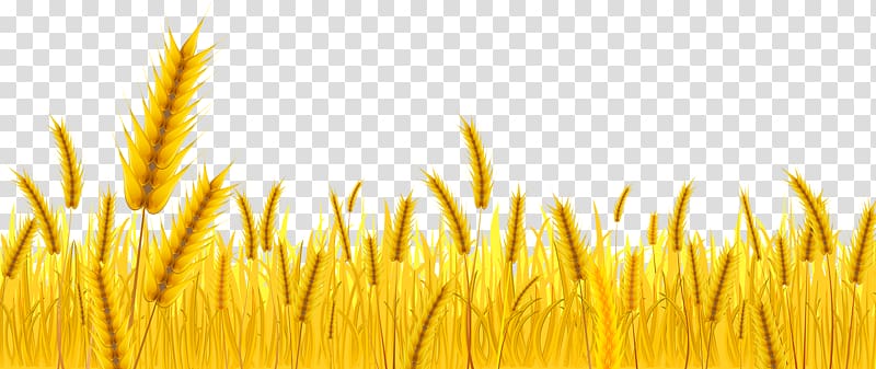 wheatgrass , Wheat Farmer , Wheat harvest transparent background PNG clipart