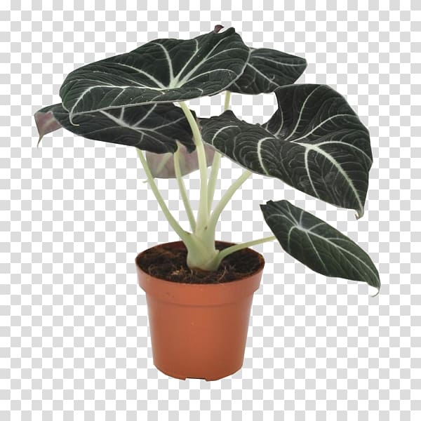 Alocasia Houseplant Leaf Flowerpot, velvet transparent background PNG clipart