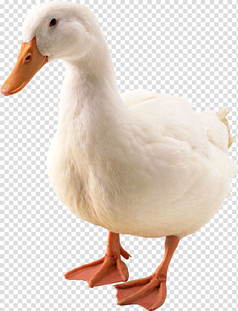 Duck Hunt Donald Duck American Pekin, Goose transparent background PNG clipart