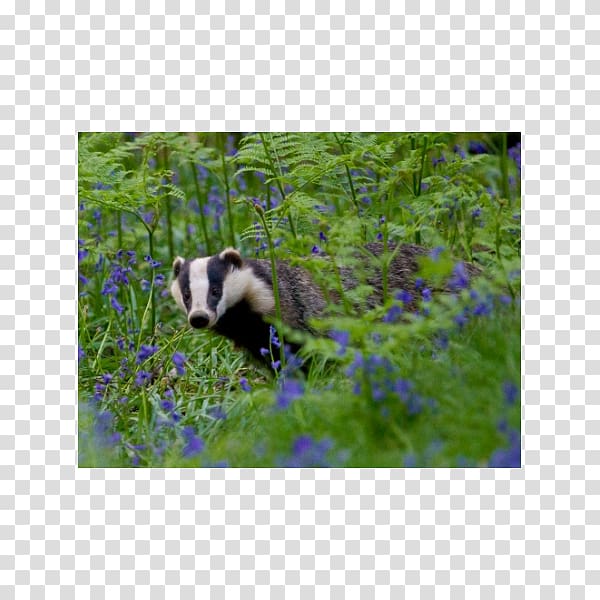 Nature Isle of Wight Giant panda The Wildlife Trusts Government, badger transparent background PNG clipart