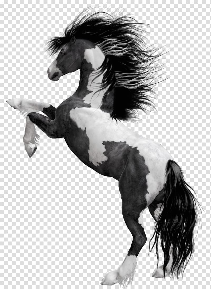 American Paint Horse Mustang Stallion Foal Black, horse transparent background PNG clipart