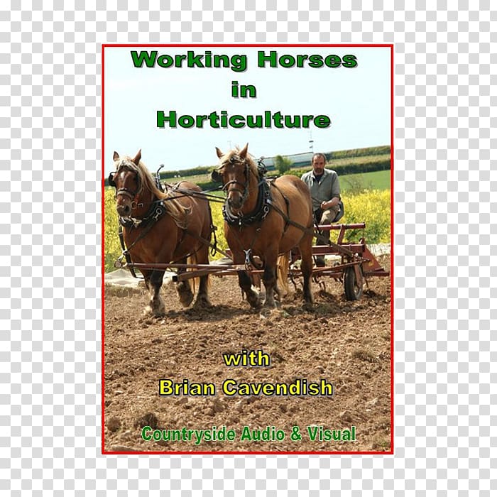 Mule Shire horse Percheron Draft horse Stallion, enterprise leaflets transparent background PNG clipart