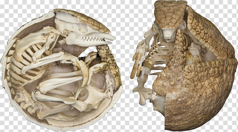 Brazilian three-banded armadillo Skeletons: Museum of Osteology, Skeleton transparent background PNG clipart