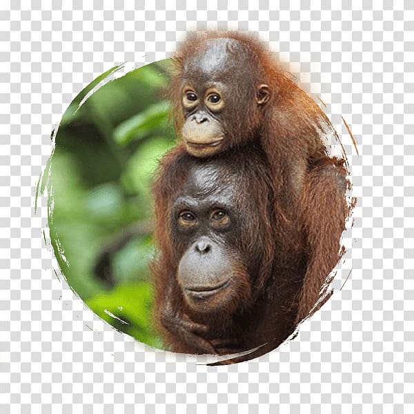 Sepilok Orang Utan Rehabilitation Centre Sumatran orangutan Bornean orangutan Chimpanzee, bali transparent background PNG clipart