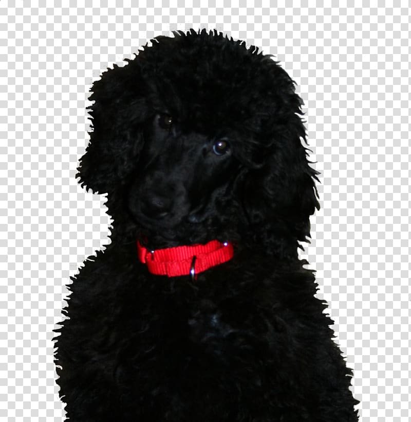 Standard Poodle Portuguese Water Dog Irish Water Spaniel American Water Spaniel Barbet, Poodles transparent background PNG clipart