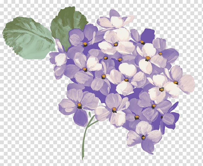 French hydrangea Open Graphics, hortÃªnsia transparent background PNG clipart