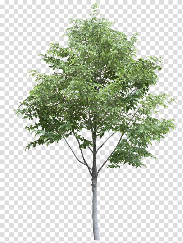 Populus alba Tree Desktop Branch, tree transparent background PNG clipart