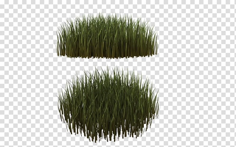 Lawn Ornamental grass Needle grasses Plant, grass transparent background PNG clipart