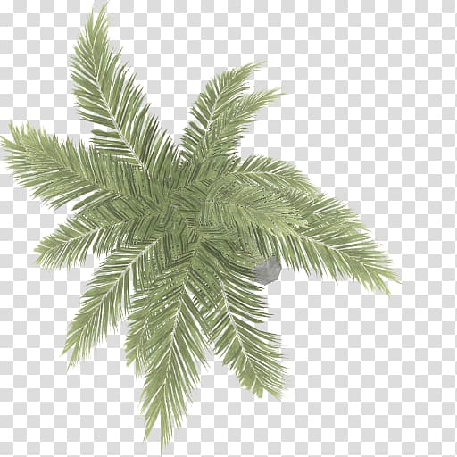 green fern plant, Arecaceae Areca palm, others transparent background PNG clipart