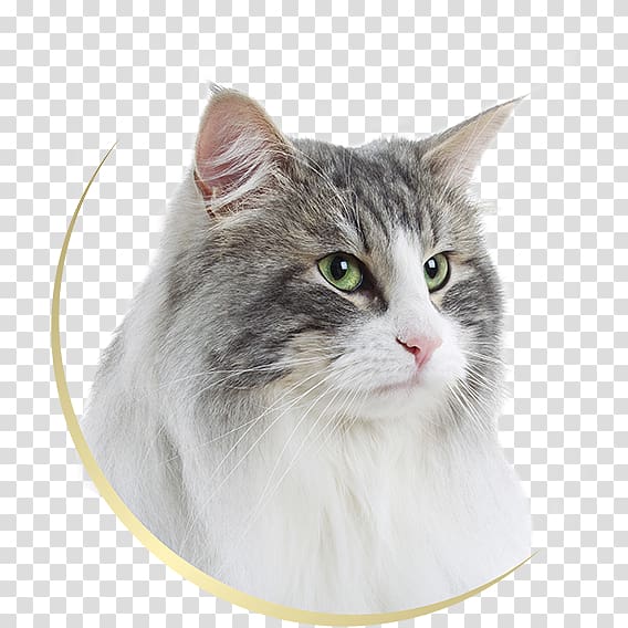 Norwegian Forest cat Siberian cat European shorthair Maine Coon Ragamuffin cat, others transparent background PNG clipart