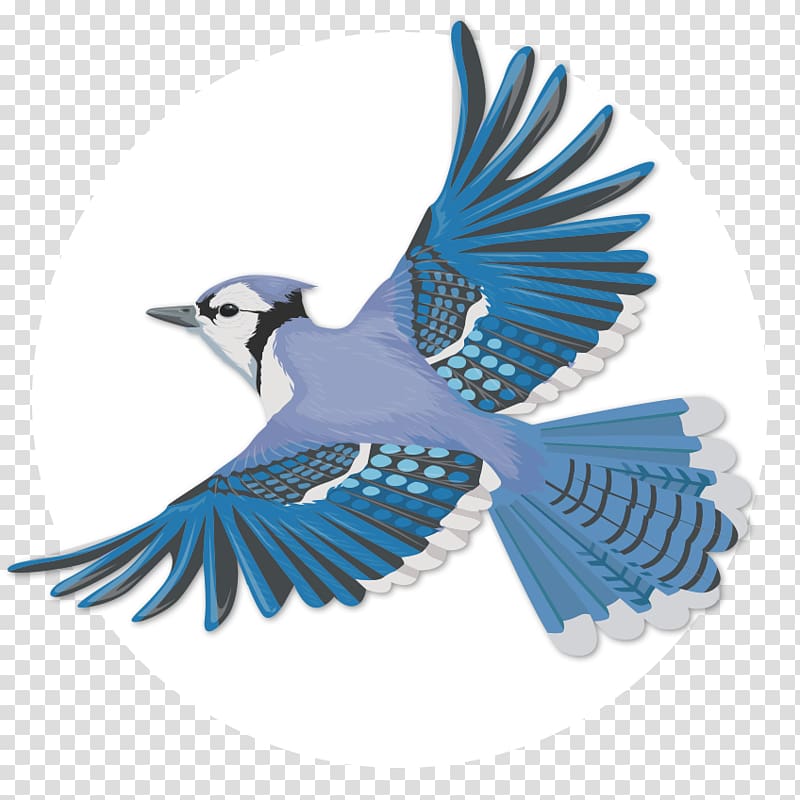 Jay Clipart Realistic Bird - Easy Blue Jay Drawing - Free Transparent PNG  Clipart Images Download